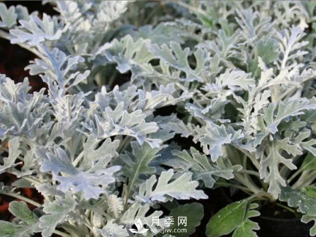 5種綠化帶常見的植物，盆栽觀賞好養(yǎng)(圖5)