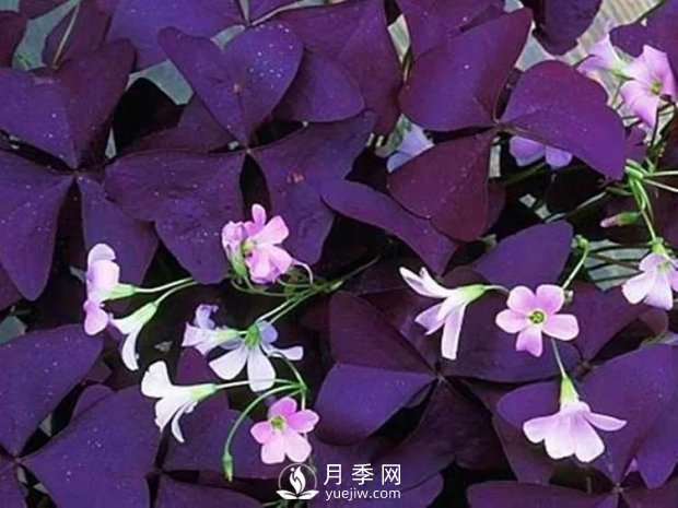 5種綠化帶常見的植物，盆栽觀賞好養(yǎng)(圖1)