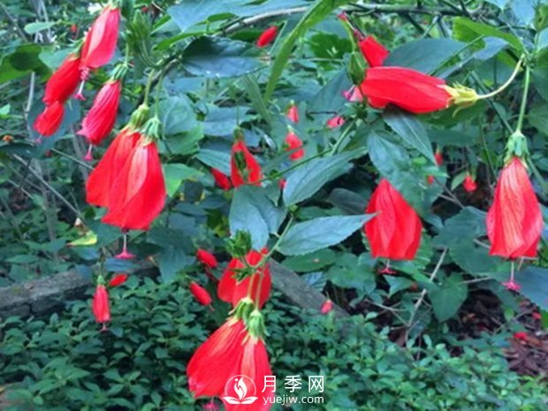 5種綠化帶常見的植物，盆栽觀賞好養(yǎng)(圖6)