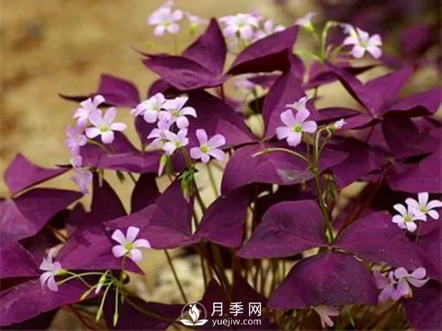 5種綠化帶常見的植物，盆栽觀賞好養(yǎng)(圖2)