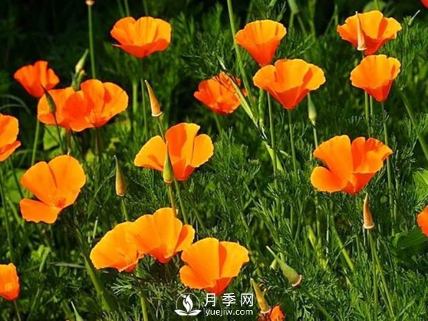 5種綠化帶常見的植物，盆栽觀賞好養(yǎng)(圖3)