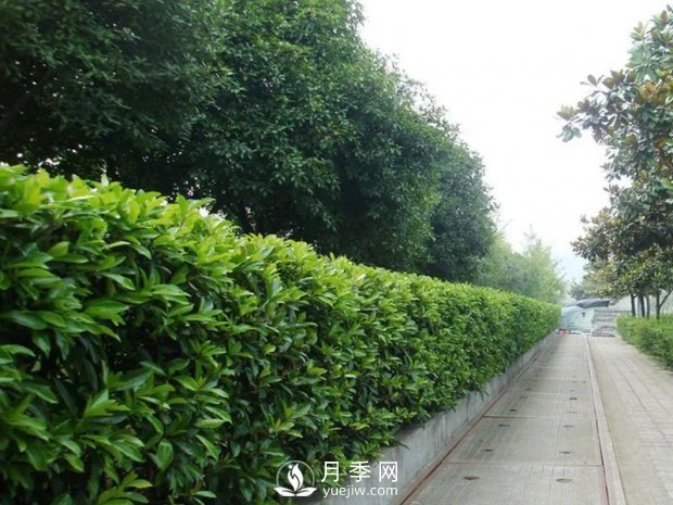 冬青與黃楊區(qū)別，冬青與黃楊有什么不同(圖1)