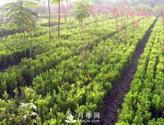 冬青與黃楊區(qū)別，冬青與黃楊有什么不同(圖2)