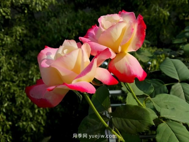 別的花不愛只養(yǎng)月季花，精挑細選了5個品種個個經(jīng)典(圖4)