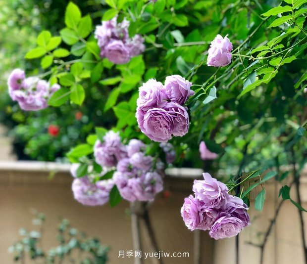 別的花不愛只養(yǎng)月季花，精挑細選了5個品種個個經(jīng)典(圖1)