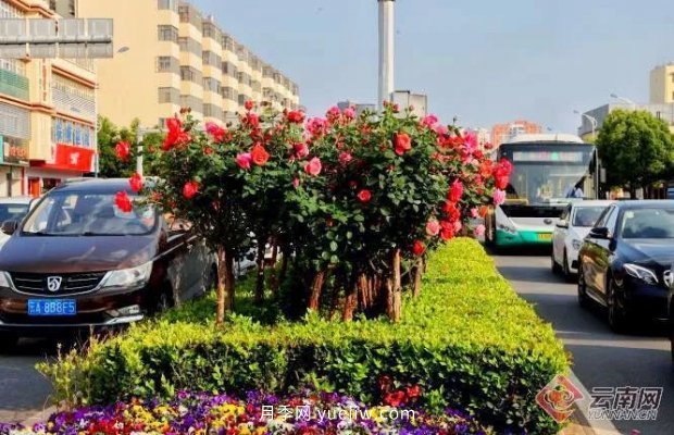 云南昆明上萬株樹狀月季綻放 陪你走花路(圖2)