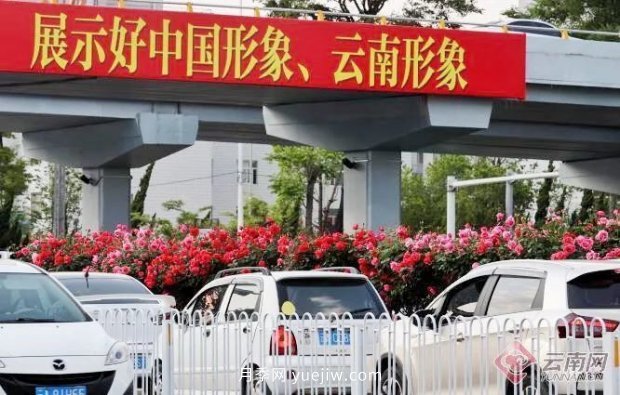 云南昆明上萬株樹狀月季綻放 陪你走花路(圖3)