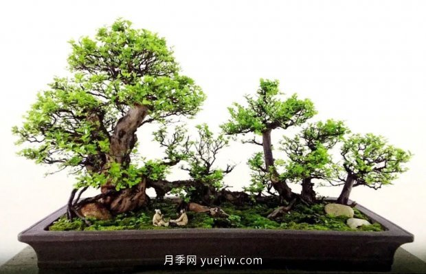 ***全花木盆景分類，輕松掌握各種花木適合如何造型(圖2)