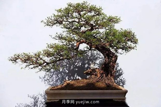 ***全花木盆景分類，輕松掌握各種花木適合如何造型(圖3)