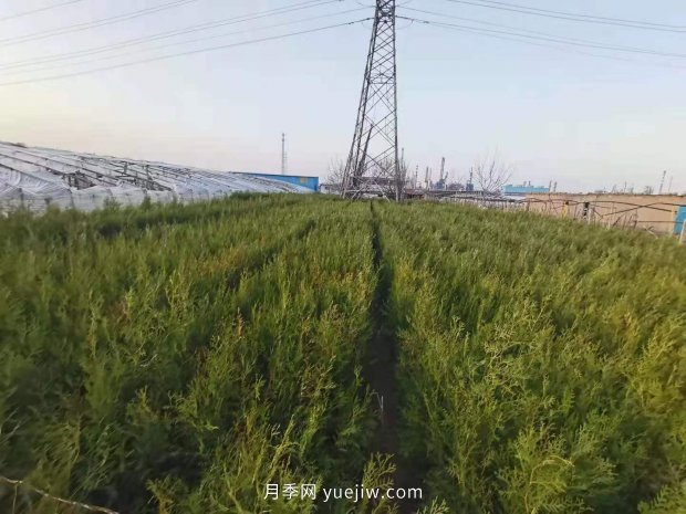 2021年全國苗木嚴(yán)重過剩的品種有哪些？(圖1)