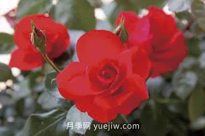 三代人三十年，北京自育月季24個品種(圖6)
