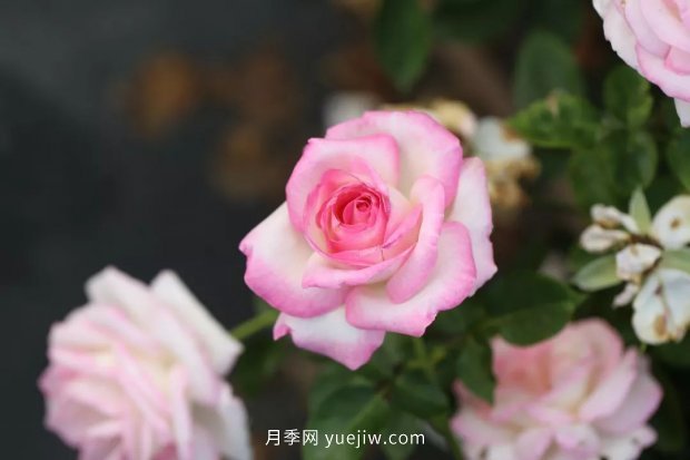 新手必備9個(gè)大花月季經(jīng)典品種，不可錯(cuò)過的美人(圖1)
