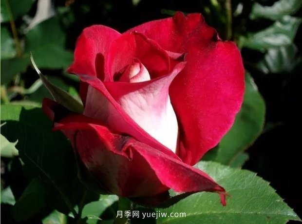 新手必備9個(gè)大花月季經(jīng)典品種，不可錯(cuò)過的美人(圖6)