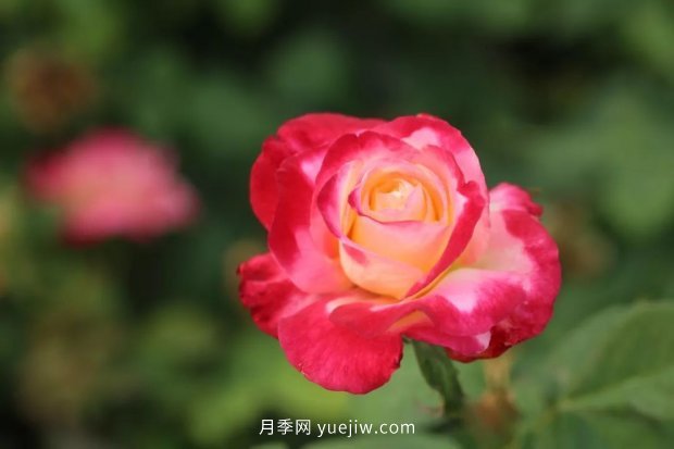 新手必備9個(gè)大花月季經(jīng)典品種，不可錯(cuò)過的美人(圖3)