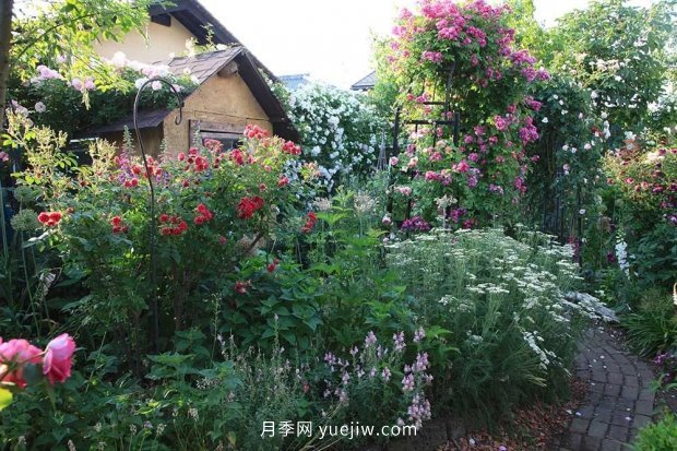藤本月季憑一己之力撐起了整個(gè)花園的顏值，簡直太美了(圖6)