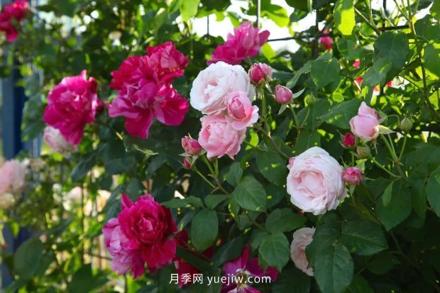 藤本月季憑一己之力撐起了整個(gè)花園的顏值，簡直太美了(圖12)