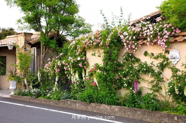 藤本月季憑一己之力撐起了整個(gè)花園的顏值，簡直太美了(圖1)