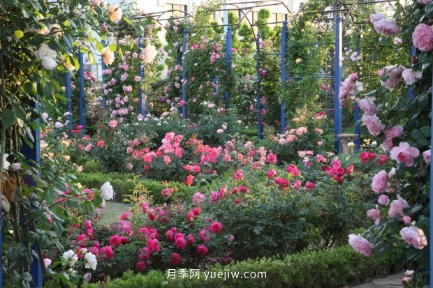 藤本月季憑一己之力撐起了整個(gè)花園的顏值，簡直太美了(圖9)