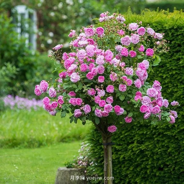 藤本月季憑一己之力撐起了整個(gè)花園的顏值，簡直太美了(圖13)