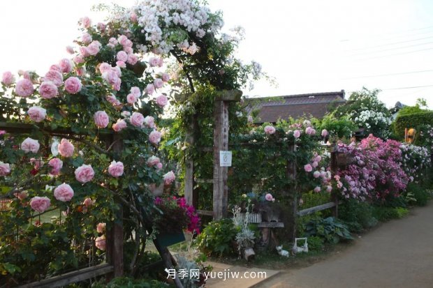 藤本月季憑一己之力撐起了整個(gè)花園的顏值，簡直太美了(圖5)