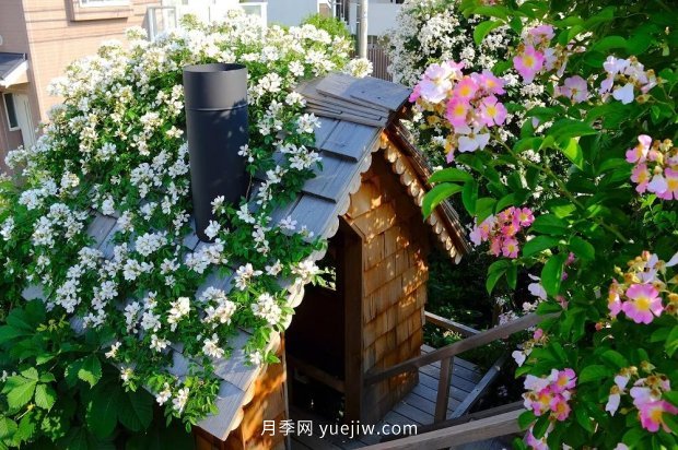 藤本月季憑一己之力撐起了整個(gè)花園的顏值，簡直太美了(圖8)