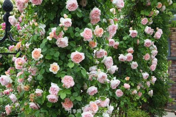 藤本月季憑一己之力撐起了整個(gè)花園的顏值，簡直太美了(圖2)