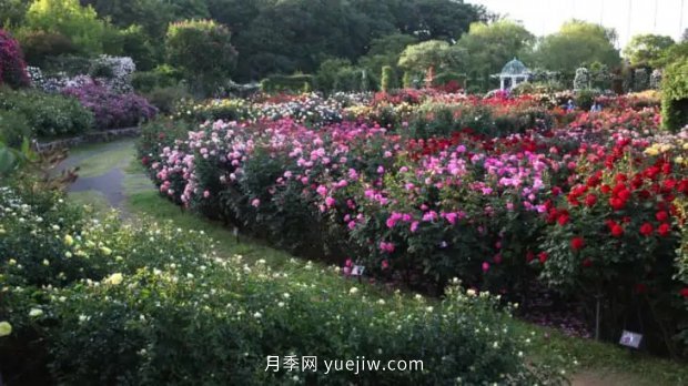 藤本月季憑一己之力撐起了整個(gè)花園的顏值，簡直太美了(圖11)