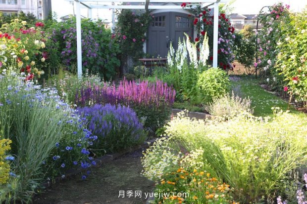 藤本月季憑一己之力撐起了整個(gè)花園的顏值，簡直太美了(圖10)