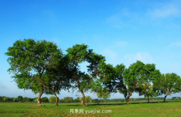 推薦2021年***有錢(qián)途的苗木種類(lèi)(圖2)