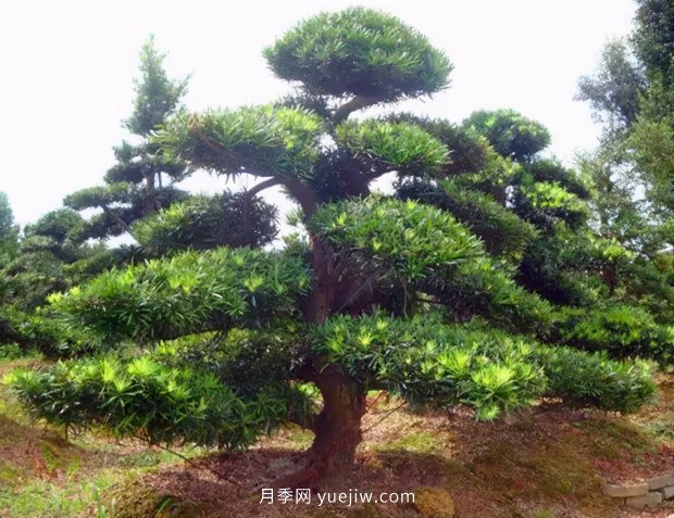 推薦2021年***有錢(qián)途的苗木種類(lèi)(圖4)