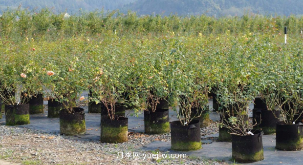 推薦2021年***有錢(qián)途的苗木種類(lèi)(圖5)