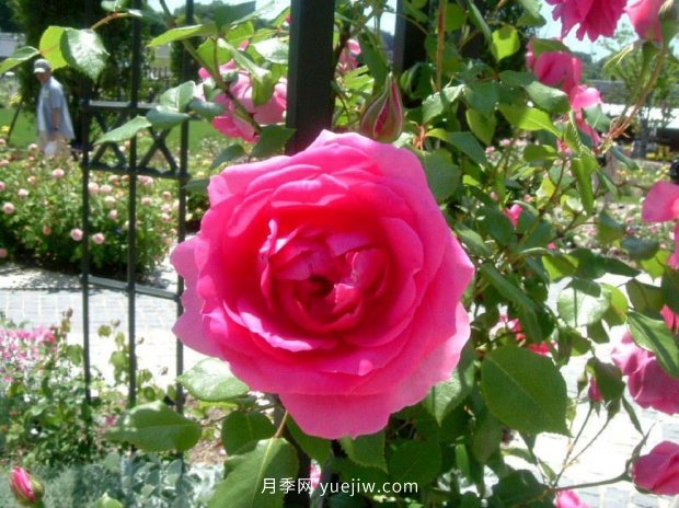 推薦種過的6個藤本月季，各有優(yōu)缺點(diǎn)(圖3)