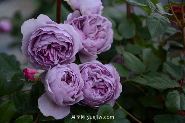 推薦種過的6個藤本月季，各有優(yōu)缺點(diǎn)(圖5)