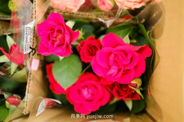 14個(gè)月季品種推薦，看一眼就中毒(圖5)