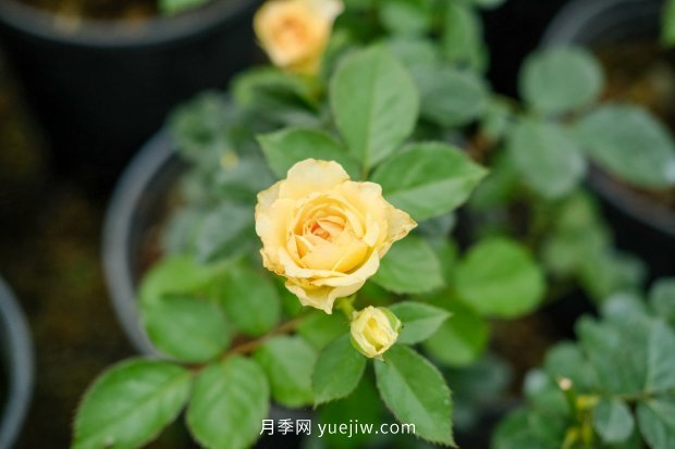 14個(gè)月季品種推薦，看一眼就中毒(圖3)