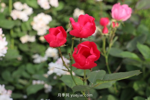 14個(gè)月季品種推薦，看一眼就中毒(圖6)