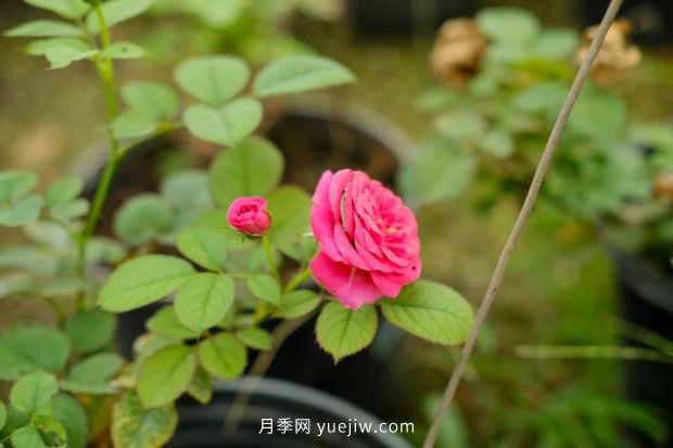 14個(gè)月季品種推薦，看一眼就中毒(圖7)