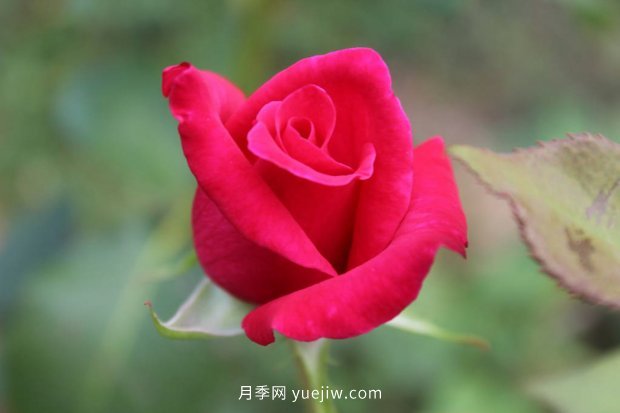 推薦17個中國古老月季品種，比肩歐月好看的國月(圖13)