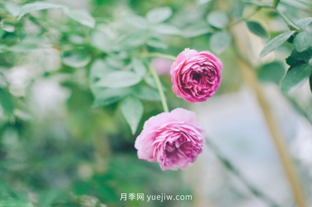 推薦17個中國古老月季品種，比肩歐月好看的國月(圖8)