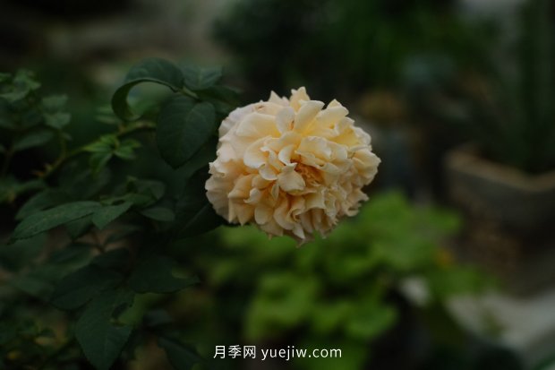 推薦17個中國古老月季品種，比肩歐月好看的國月(圖9)