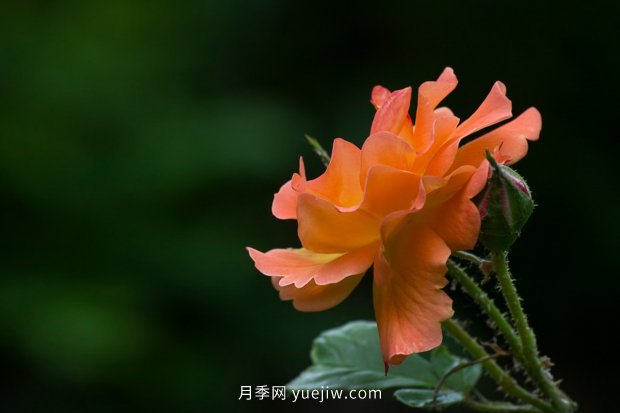 推薦17個中國古老月季品種，比肩歐月好看的國月(圖14)
