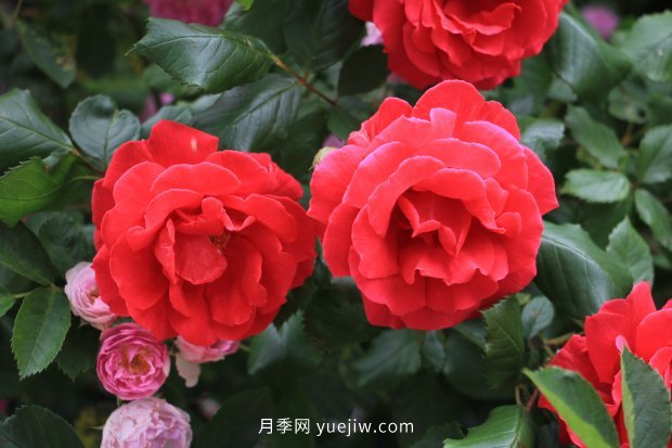 推薦17個中國古老月季品種，比肩歐月好看的國月(圖12)