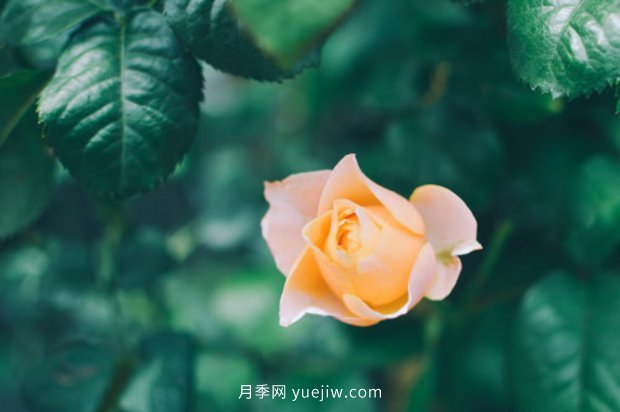 推薦10個花期***長的月季品種，留住月季的時間(圖2)