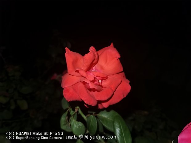 推薦10個花期***長的月季品種，留住月季的時間(圖4)