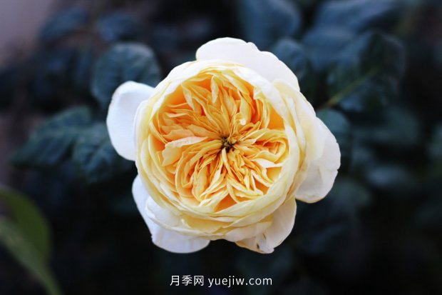 推薦10個花期***長的月季品種，留住月季的時間(圖3)