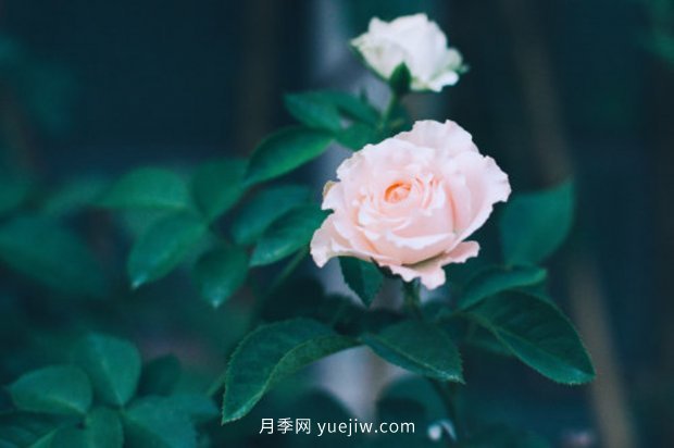 推薦10個花期***長的月季品種，留住月季的時間(圖7)