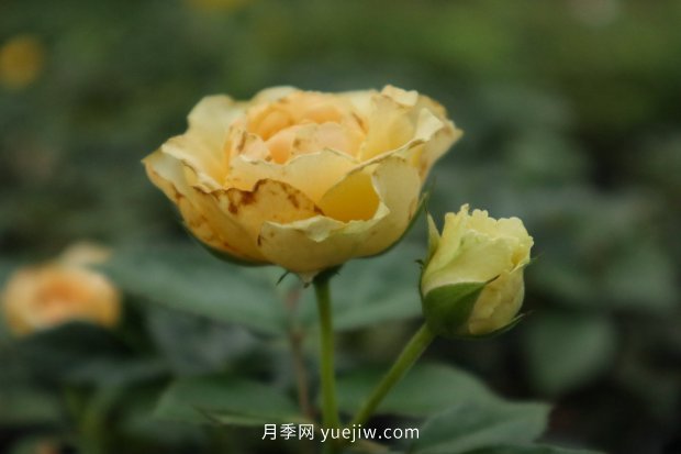 推薦10個花期***長的月季品種，留住月季的時間(圖1)