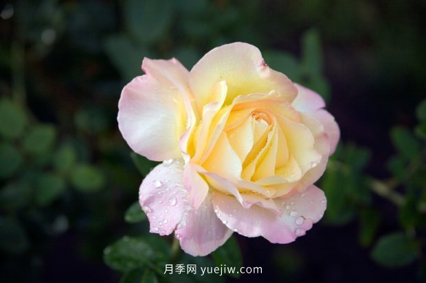 10個(gè)勤花抗病的優(yōu)秀月季品種推薦(圖6) 10個(gè)勤花抗病的優(yōu)秀月季品種推薦(圖6)