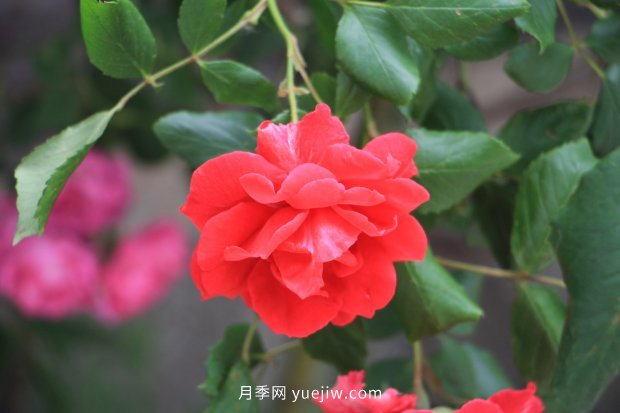 10個(gè)勤花抗病的優(yōu)秀月季品種推薦(圖5) 10個(gè)勤花抗病的優(yōu)秀月季品種推薦(圖5)