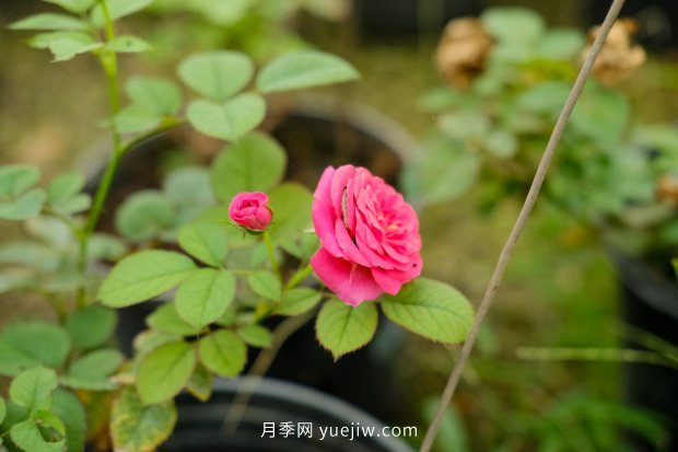 10個(gè)勤花抗病的優(yōu)秀月季品種推薦(圖1) 10個(gè)勤花抗病的優(yōu)秀月季品種推薦(圖1)